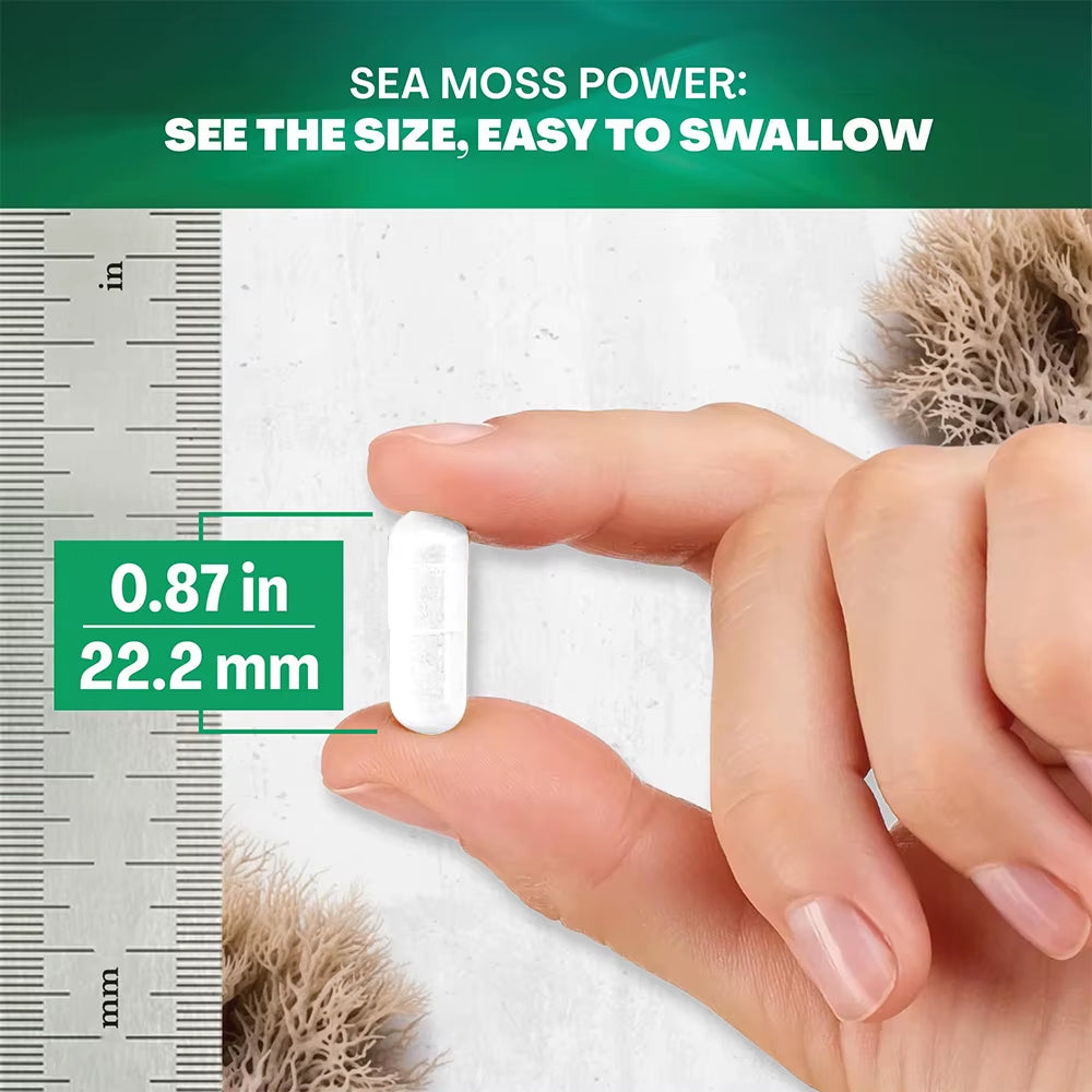 Seaweed Black Seed Oil Ashwagandha Ginger, 120 Capsules - 19.445 Mg, Support Seaweed Black Seed Oil Ashwagandha Ginger Capsules